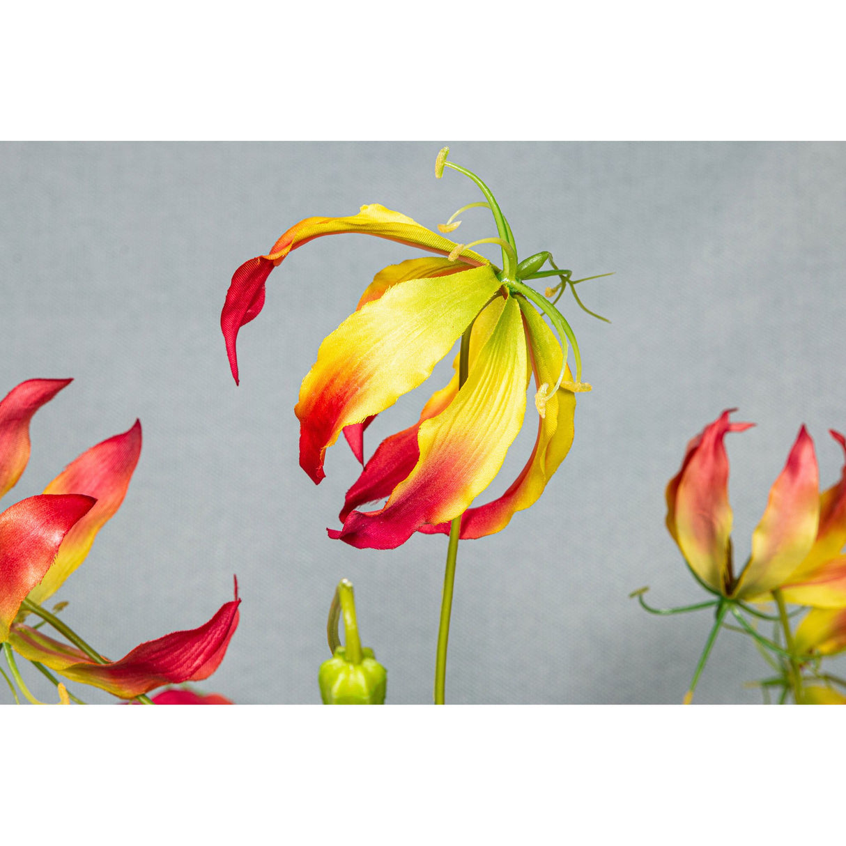 Lilienblume – Rot-Gelbe Gloriosa S | PTMD