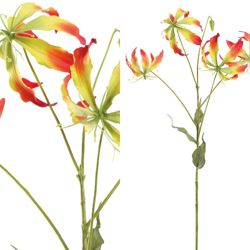 Lilienblume – Rot-Gelbe Gloriosa S | PTMD