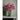 künstliche blume Bauhinien - Spray mit filigranen Blüten und strukturiertem Blattwerk – Garden Flower | PTMD - Esszett Luxury | Stilvolles Wohnen mit Charakter