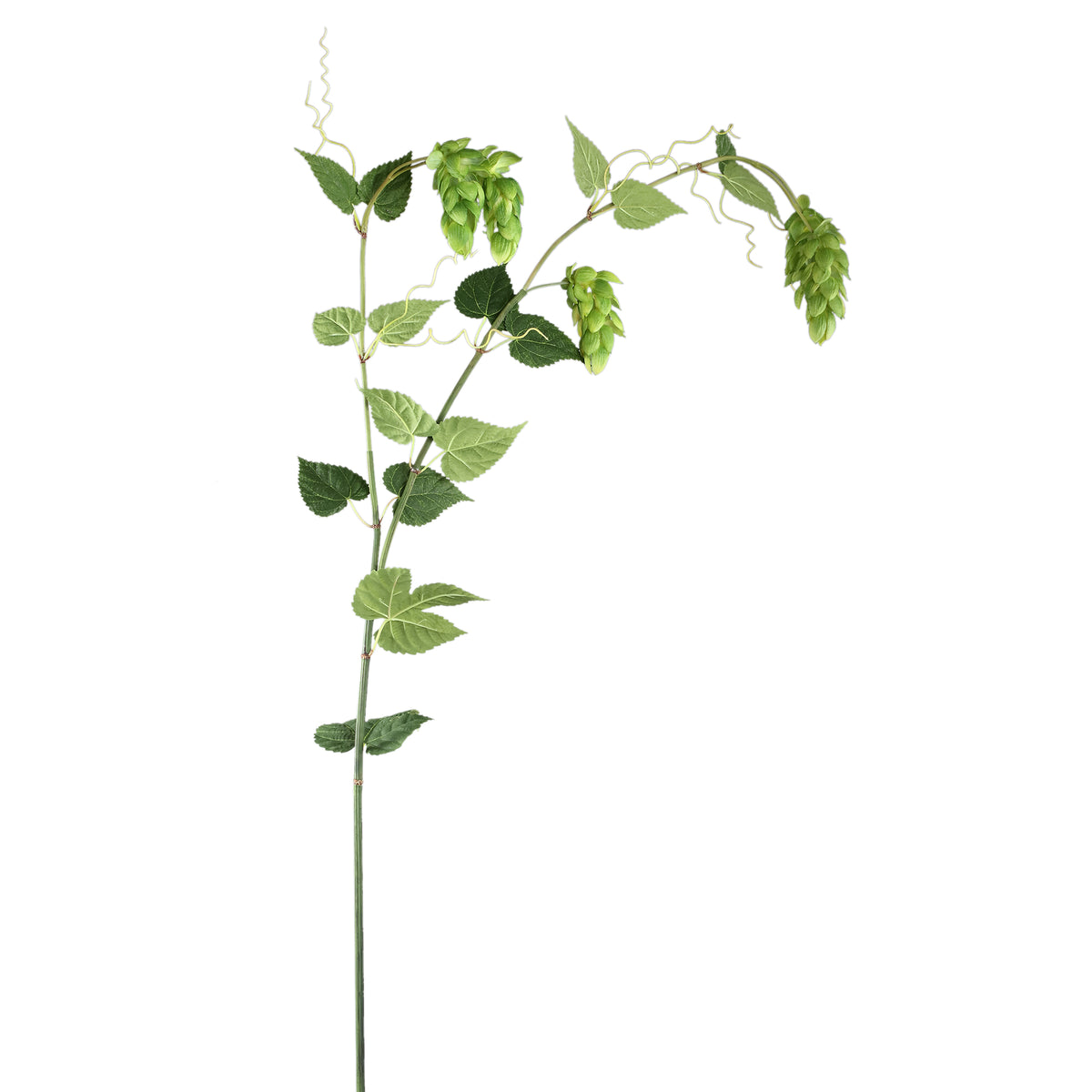 Branch Plant Green Hops Spray with Leaves.