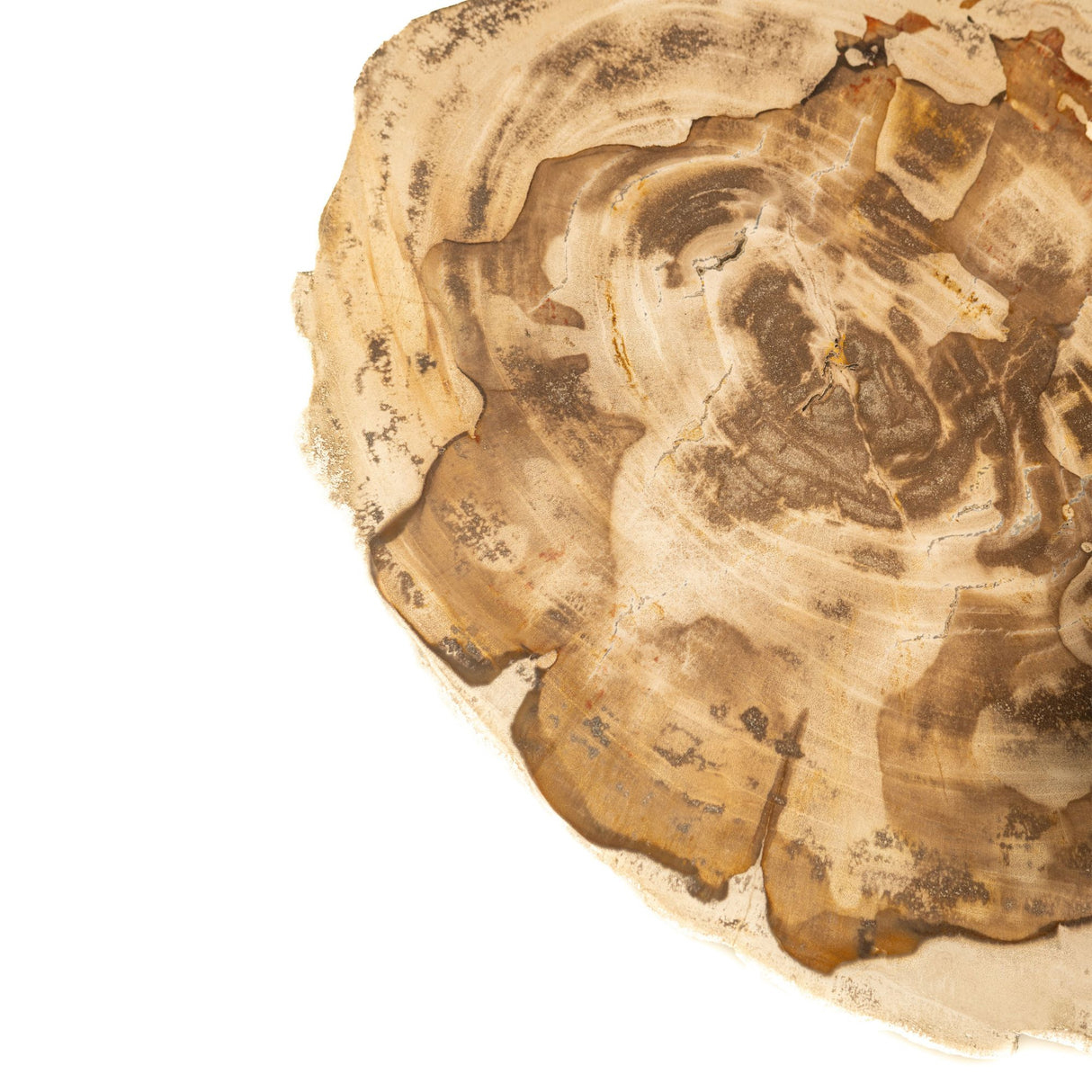 Side Table – Petrified Wood, Turned Base, Natural Finish – Jisse | PTMD