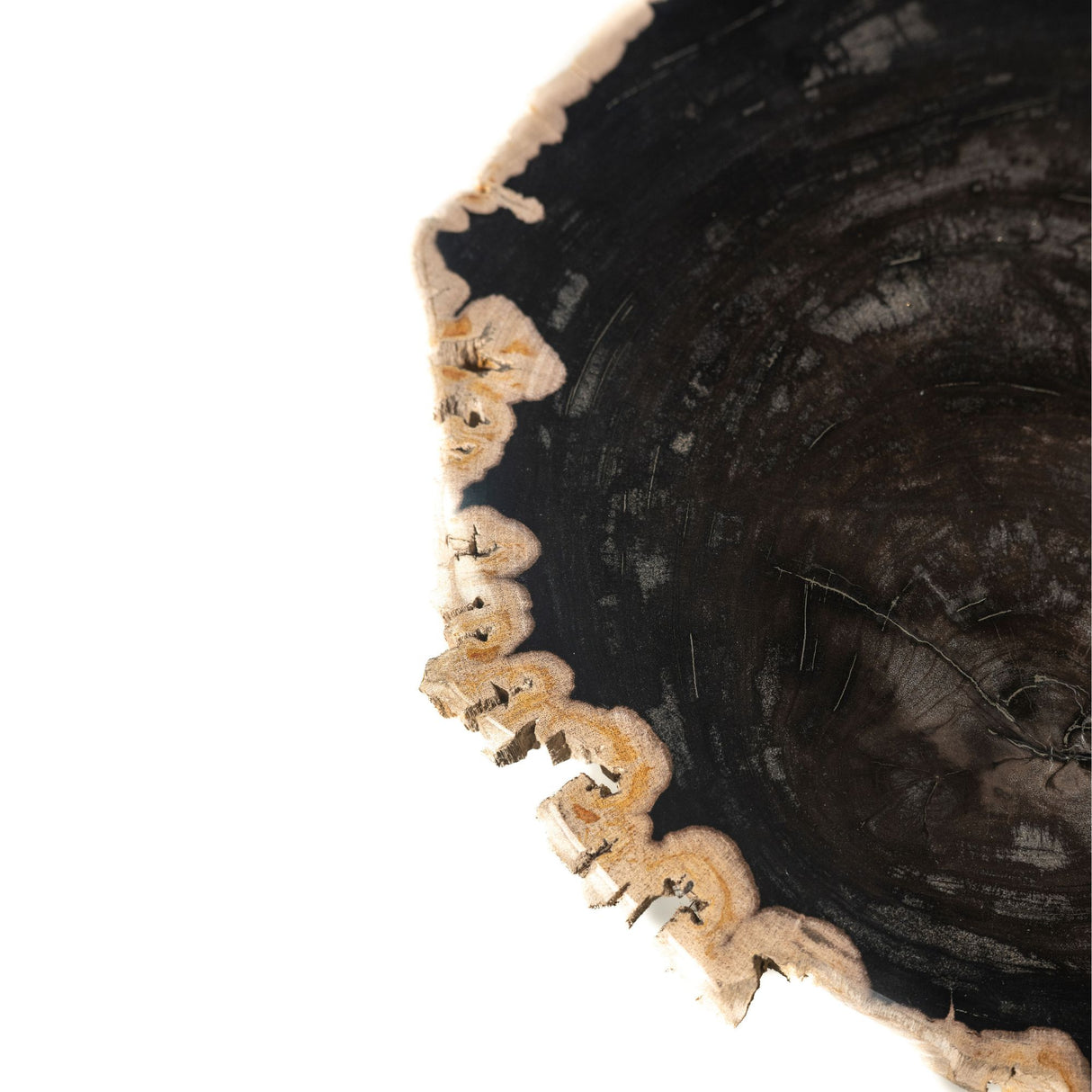 Side Table – Petrified Wood, Twisted Base, Black Finish – Jisse | PTMD