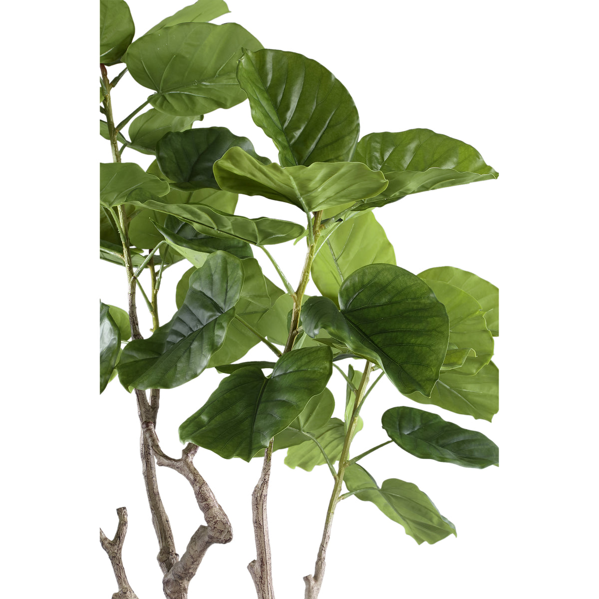Tree green with ficus tree, potted and plastic, M | PTMD