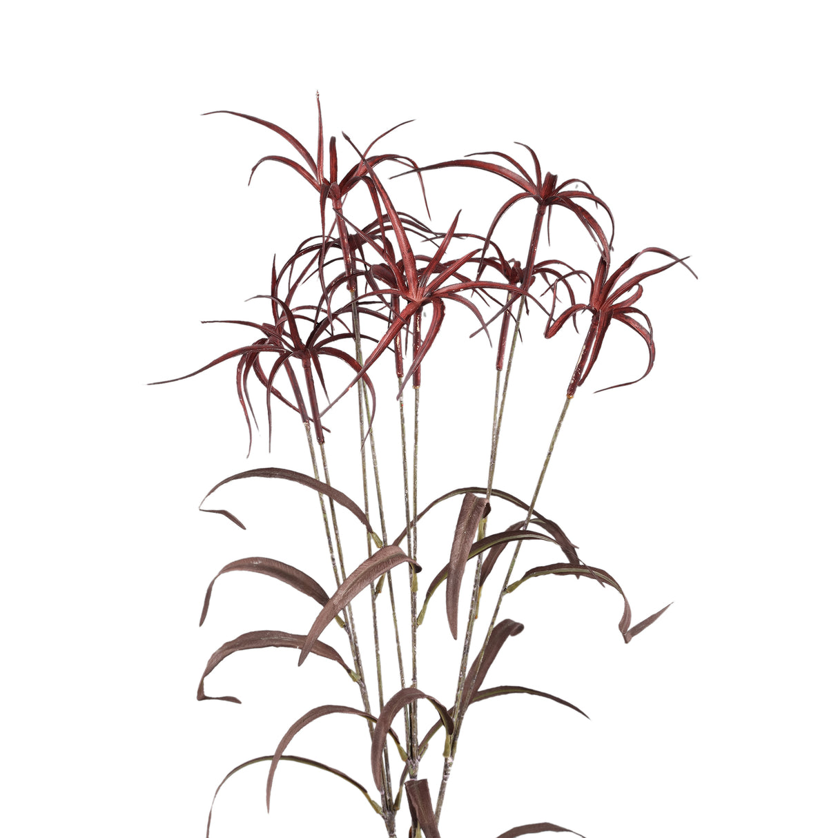 Bamboo Leaves - Burgundy Umbrella Bamboo Spray made of plastic | PTMD