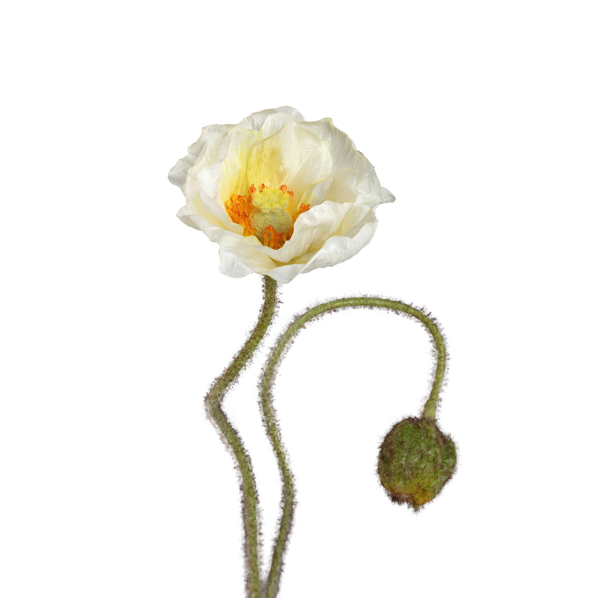 Mohnblume – Weißer Mohnzweig mit Knospe aus Polyestergewebe | PTMD