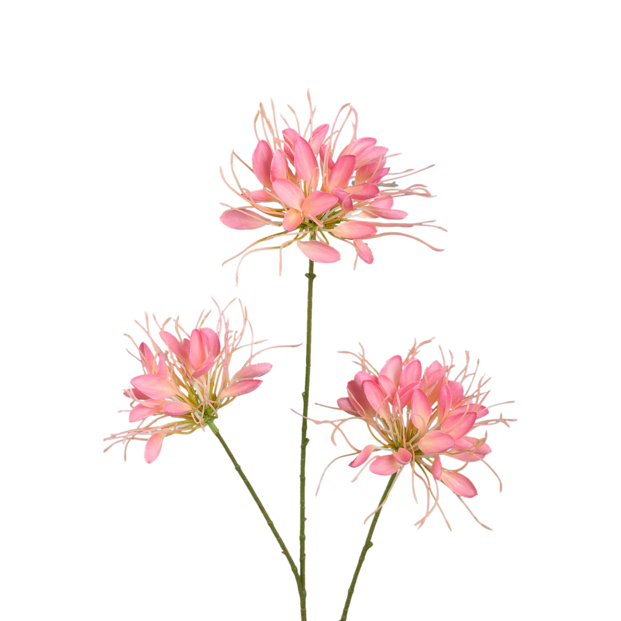 Gartenblume - Rosa Spinnenblume Spray, Polyesterstoff, Halbhändig gefertigt | PTMD