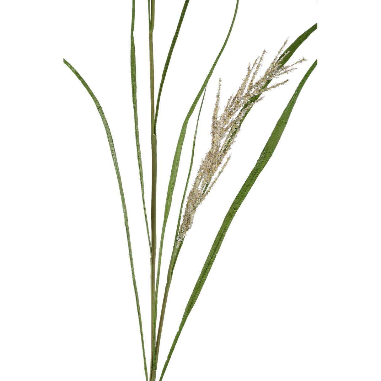 Foliage Plant – Green-Beige Iron Metal & PE Plastic Phalaris Grass Spray | PTMD