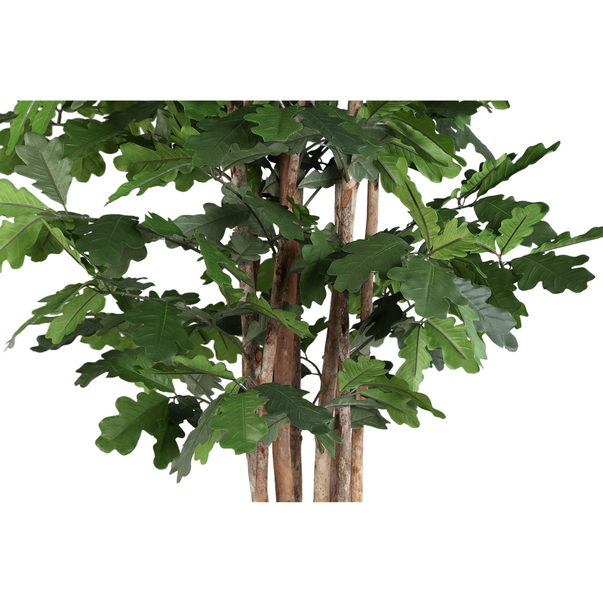 Tree green with oak tree, in pot | PTMD