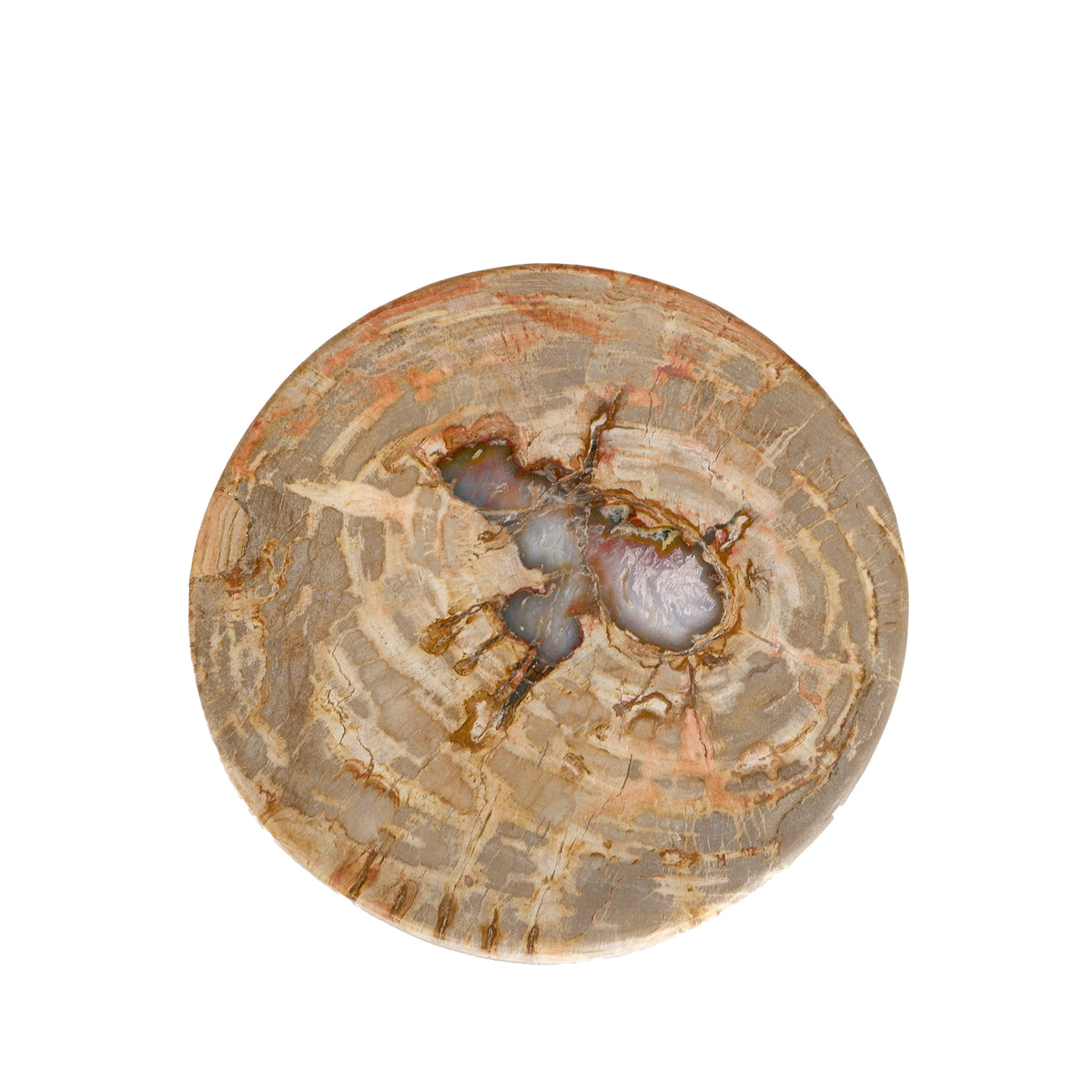 Decorative Tray – Petrified Wood, Hemisphere Design, Natural Surface, L – Bethe | PTMD