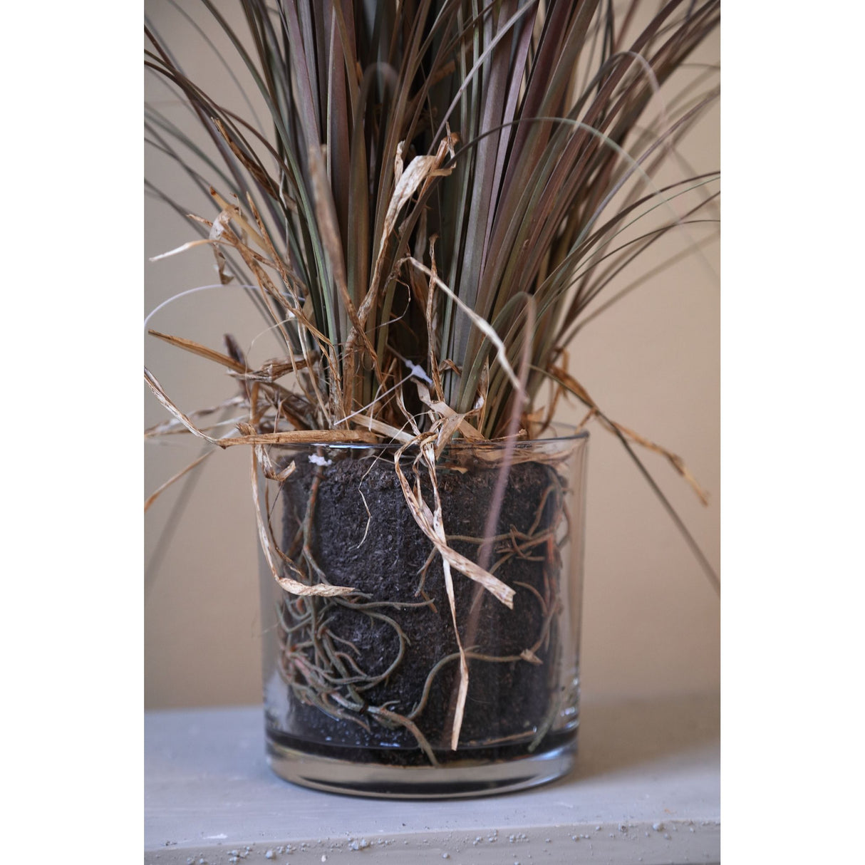 Blätterpflanze – Beige Elefantenfußpalme im Glasvase aus Glas, Kunststoff & Poly, M | PTMD