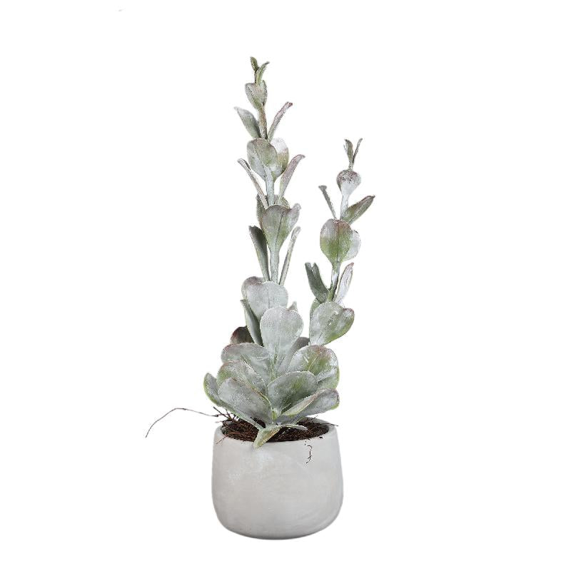 Kunstpflanze - Grüne Cotyledon im Topf Hoch, Zement, Kunststoff, L | PTMD