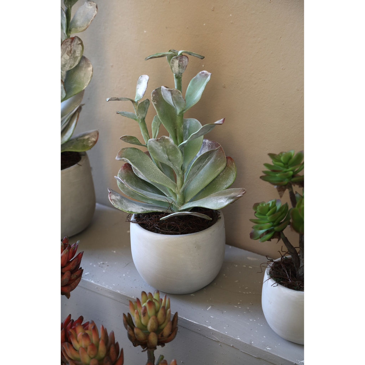 Artificial Plant - Green Cotyledon in Pot Low, Cement, Plastic, M | PTMD