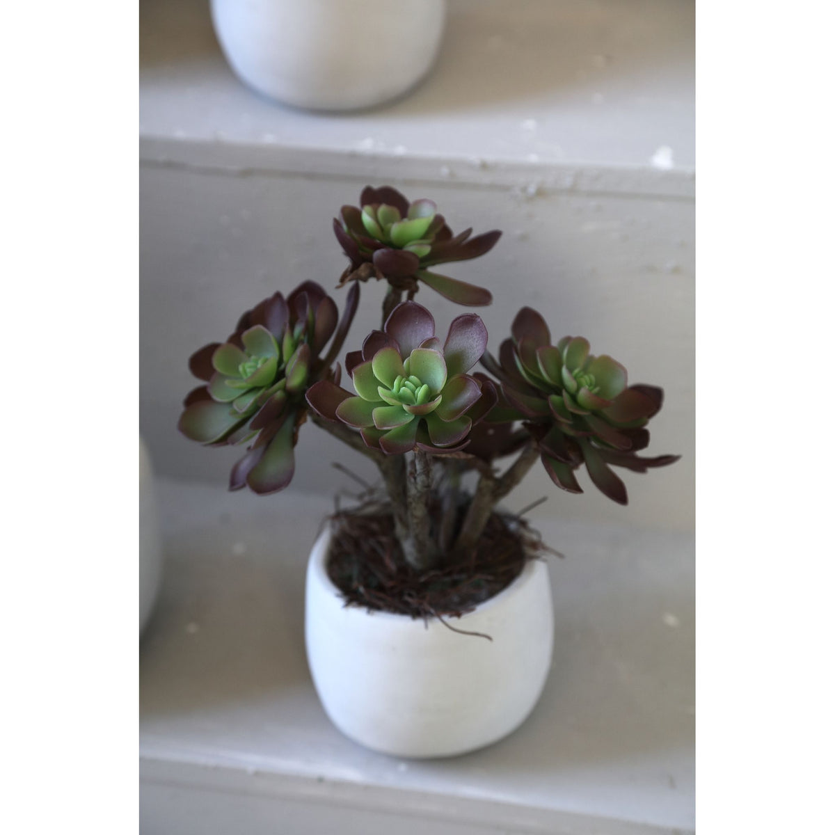 Kunstpflanze - Braune Aeonium, Zementtopf, Kunststoff – M | PTMD