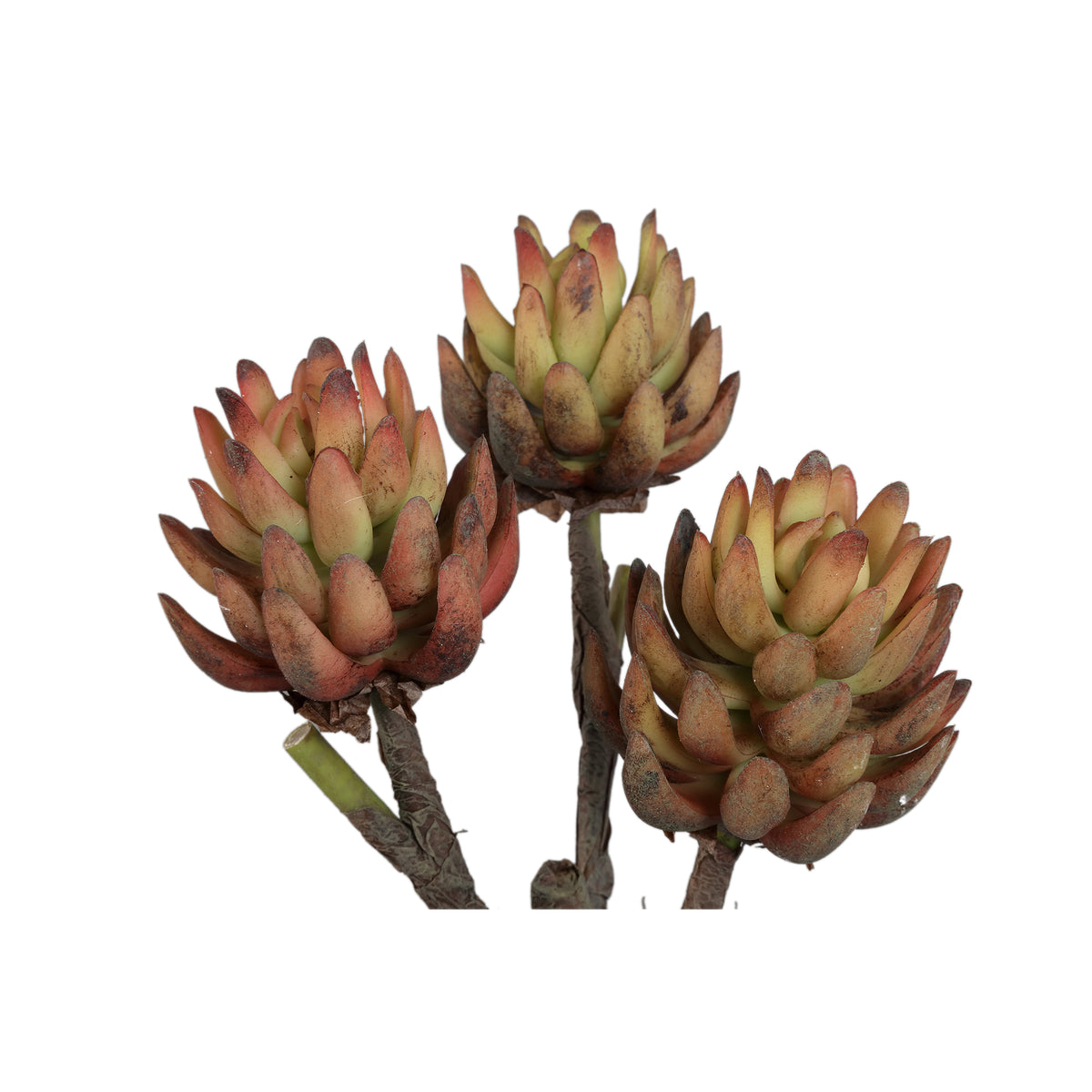 Artificial Plant - Bronze Echeveria, Cement Pot, Plastic | PTMD