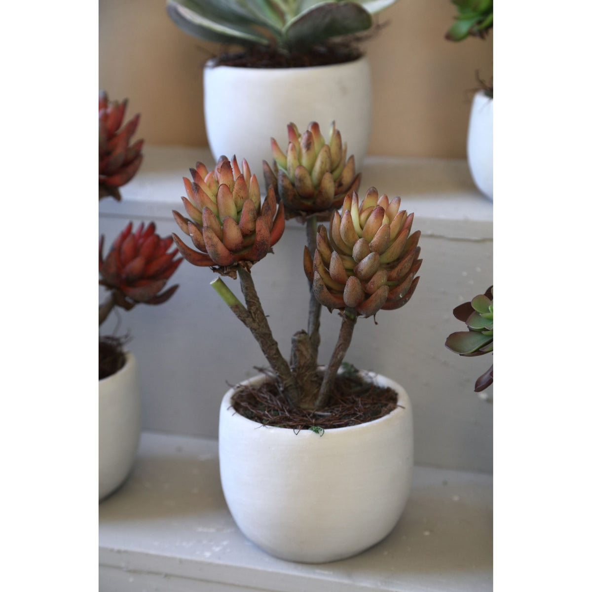 Artificial Plant - Bronze Echeveria, Cement Pot, Plastic | PTMD