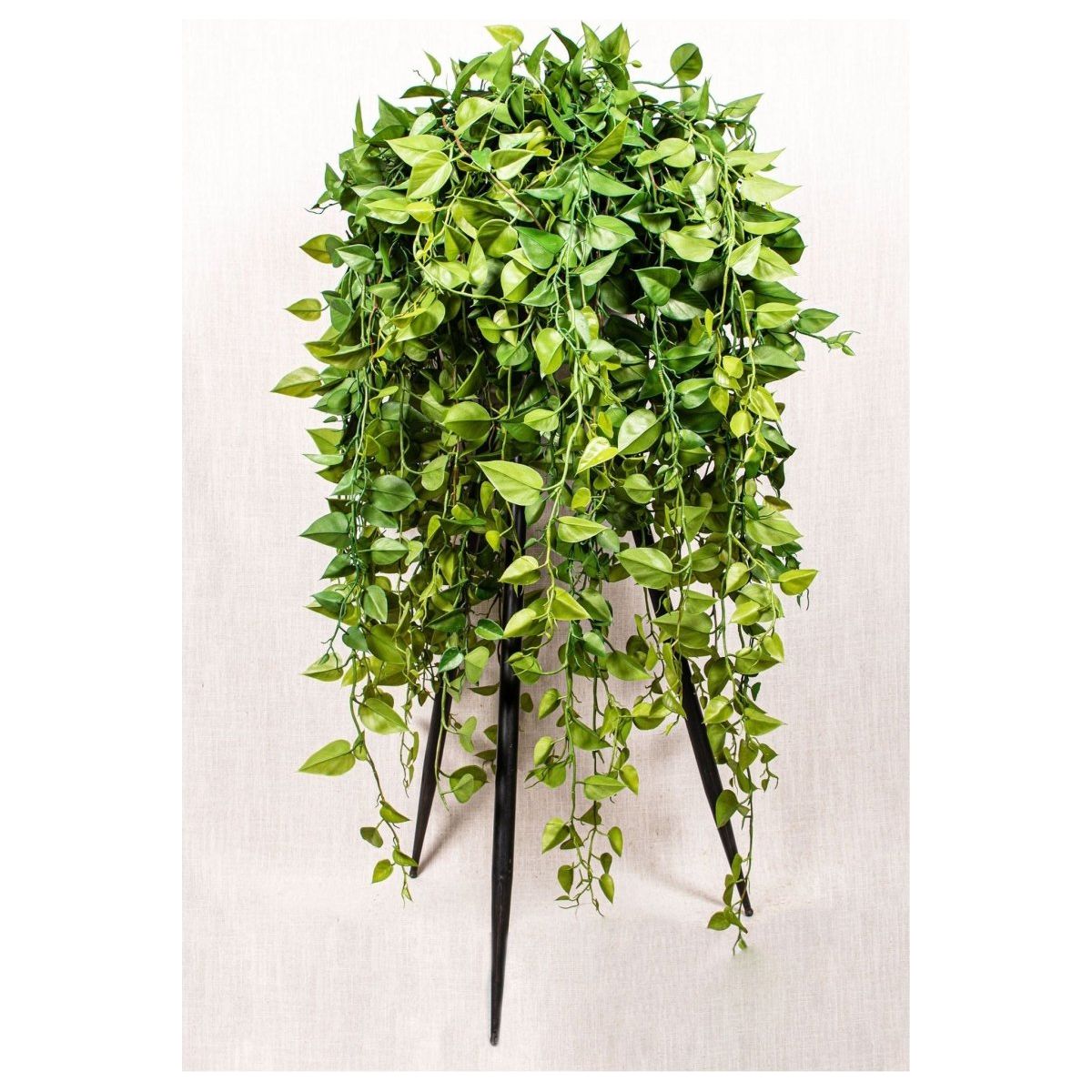 Kunstzweig - Philodendron hängend von PTMD - Esszett Luxury | Stilvolles Wohnen mit Charakter