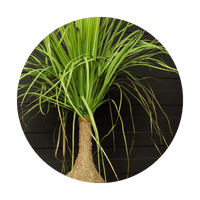 Kunstpflanzen im Topf