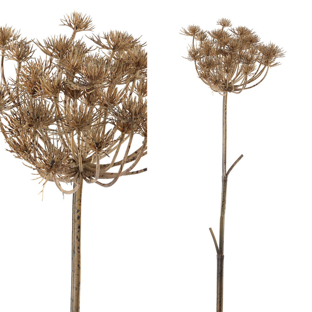Art Branch - light brown large Mullein