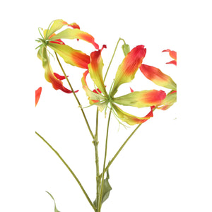 Lilienblume – Rot-Gelbe Gloriosa S | PTMD