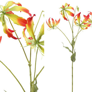 Lilienblume – Rot-Gelbe Gloriosa S | PTMD