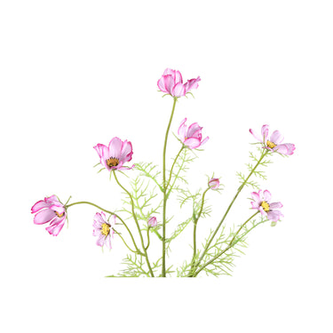 künstliche blume Cosmos mit filigranen Knospen und dekorativer handgearbeiteter Ausführung – Garden Flower | PTMD - Esszett Luxury | Stilvolles Wohnen mit Charakter
