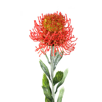 Zweigpflanze – Roter Protea-Zweig mit Blättern aus Polyester | PTMD