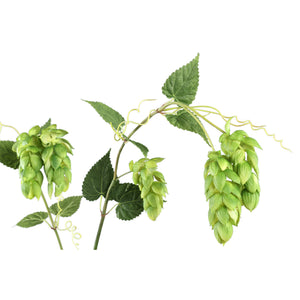 Branch Plant Green Hops Spray with Leaves.