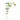 Branch Plant Green Hops Spray with Leaves.