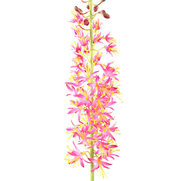 Zweigpflanze – Rosa Eremurus-Zweig aus Polyesterstoff, Eisenmetall und PE-Kunststoff | PTMD