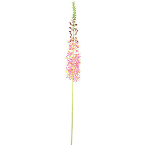 Zweigpflanze – Rosa Eremurus-Zweig aus Polyesterstoff, Eisenmetall und PE-Kunststoff | PTMD
