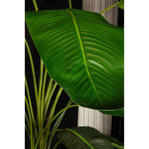 Kunstpflanze - PE Real Touch Strelitzia, Zement, Eisenmetall, PE Kunststoff, Handgefertigt, XL | PTMD