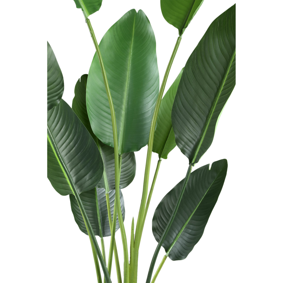 Kunstpflanze - PE Real Touch Strelitzia, Zement, Eisenmetall, PE Kunststoff, Handgefertigt, M | PTMD