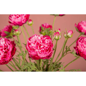 Ranunkelblume – Dunkelrosafarbener Ranunkelzweig mit Knospe und Blättern aus Polyestergewebe | PTMD
