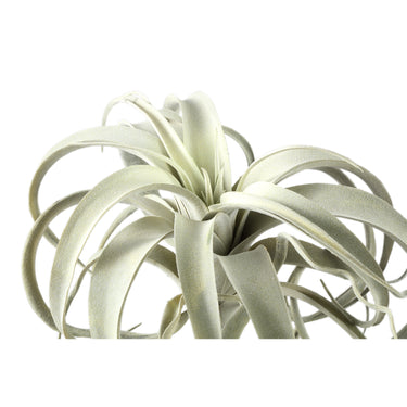 Kunstpflanze - Grüne Tillandsia Pick, Metall, Kunststoff | PTMD