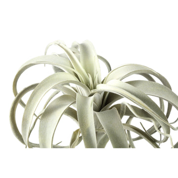 Kunstpflanze - Grüne Tillandsia Pick, Metall, Kunststoff | PTMD