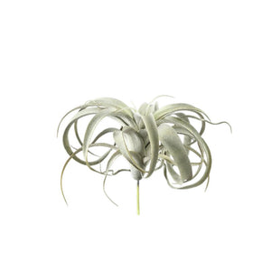 Kunstpflanze - Grüne Tillandsia Pick, Metall, Kunststoff | PTMD