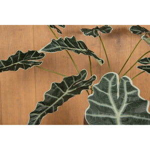 Artificial Plant - Green Alocasia Leaves Spray, Fabric, Iron Metal, Plastic | PTMD