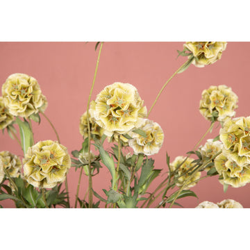 Gartenblume - Grüne Scabiosa Spray, Handgefertigt, Stoff, Kunststoff | PTMD