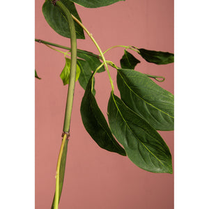 Leaf plant – Green Jade Vine Leaf Garland made of plastic | PTMD