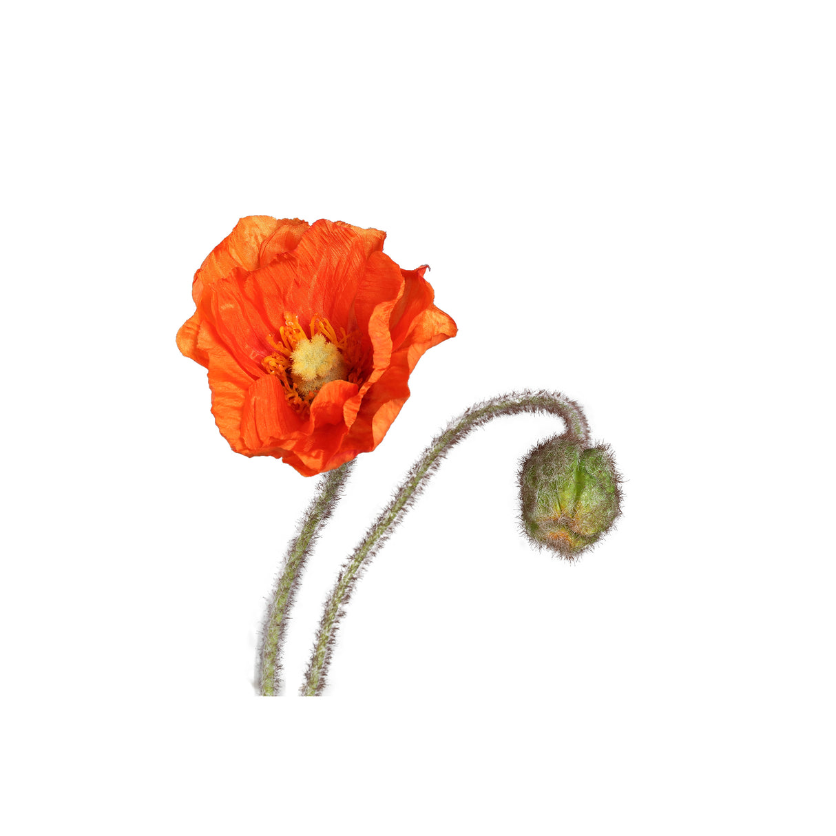 Mohnblume – Oranger Mohnzweig mit Knospe aus Polyestergewebe | PTMD