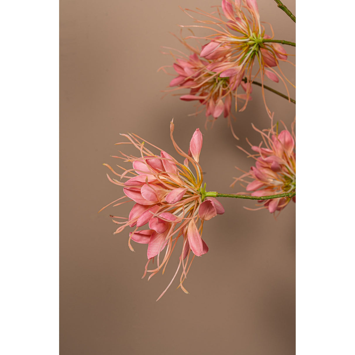 Gartenblume - Rosa Spinnenblume Spray, Polyesterstoff, Halbhändig gefertigt | PTMD