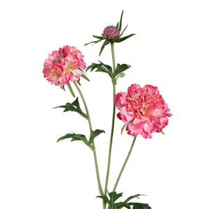 Garden flower - Pink Scabiosa Spray with Bud, Polyester Fabric, Semi-Handmade | PTMD