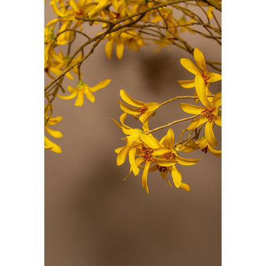Orchideenblume - Gelbes Wildorchideen-Spray, Kunststoff | PTMD