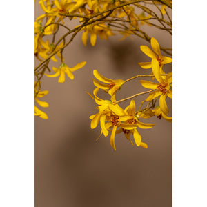 Orchid Flower - Yellow Wild Orchid Spray, Plastic | PTMD