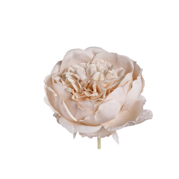 Rosenblume – Cremefarbener Krautrosenstiel, Polyesterstoff, Halbhandgefertigt | PTMD