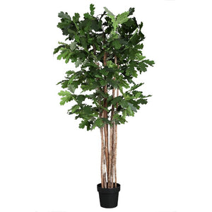 Tree green with oak tree, in pot | PTMD