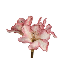 Amaryllis Flower - Light Pink Amaryllis Stem, Metal, Plastic, Canvas | PTMD
