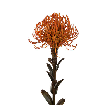 Gartenblume - Kamel Nutan Blumenstiel, Metall, Kunststoff, leinwand| PTMD