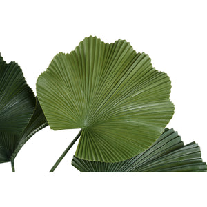 Leafy Plant with Dark Green Licuala Plant, Potted and Made of Plastic, M | PTMD