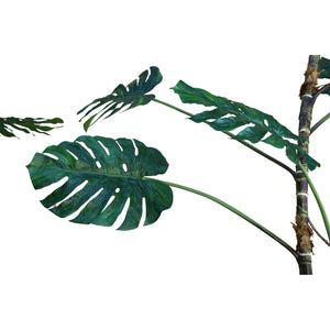 Tree green with Monstera leaf plant, tall and made of polyester, 3XL | PTMD